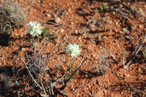 I was (of course) on the lookout for more wildflowers today, and the MRO provided. These little flowers almost looked like 'paper flowers' and I only saw them in one small patch of tiles near the airstrip.